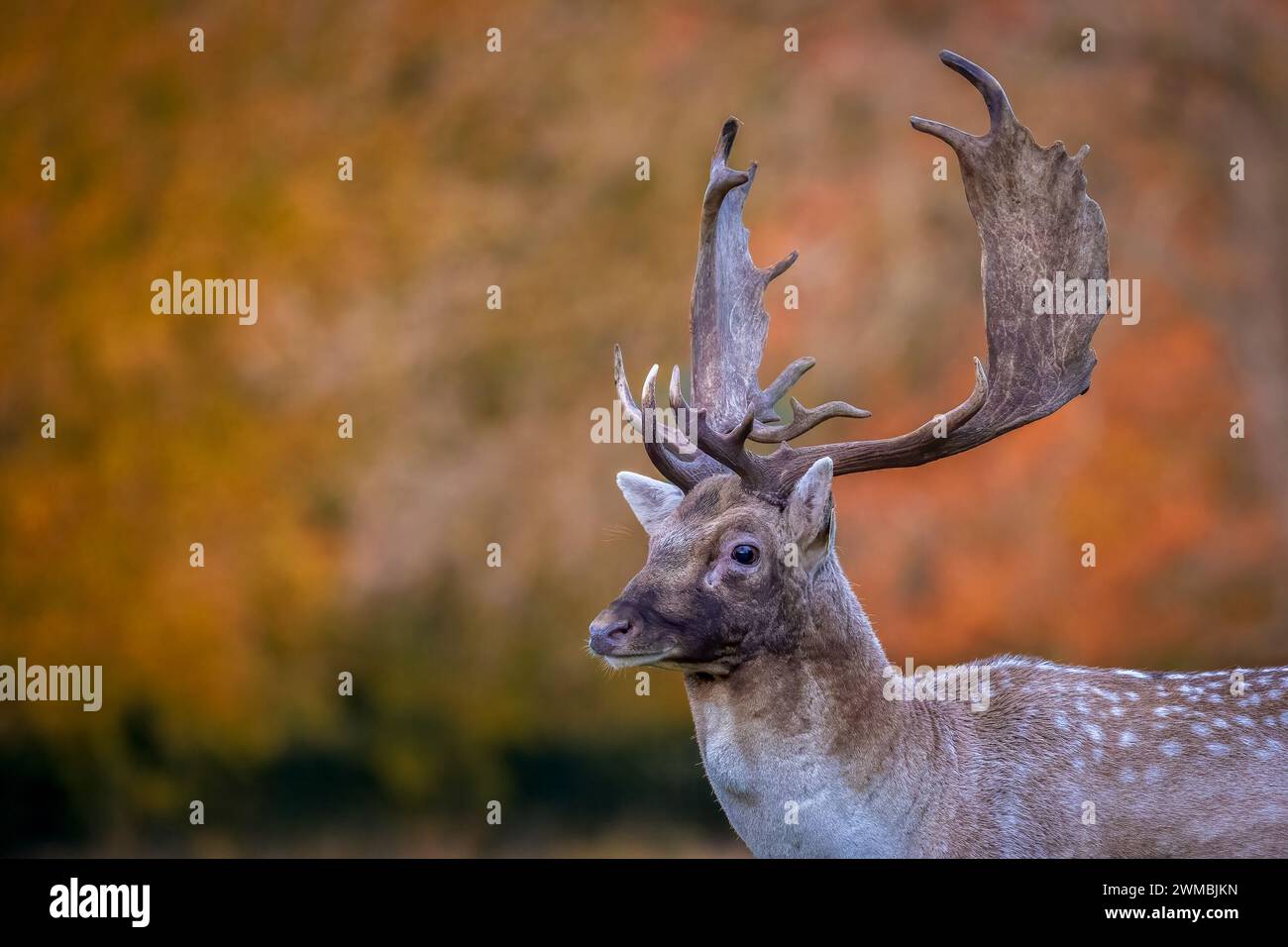 Deer in Phoenix Park, Dublin, Ireland Stock Photo