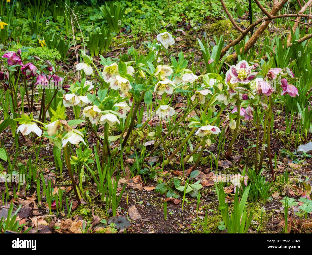 White, pale and darker pink flowers of the hardy perennial Lenten rose, Helleborus x orientalis, flowering in late winter Stock Photo
