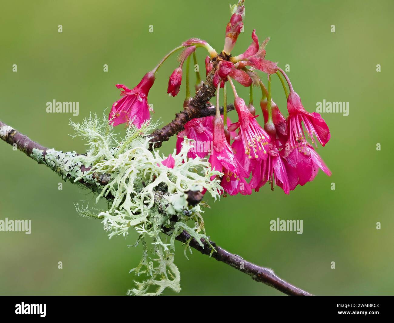 Red flowers of the early spring flowering cherry, Prunus campanulata 'Felix Jury', contrat with the fruticose lichen, Ramalina farinacea Stock Photo