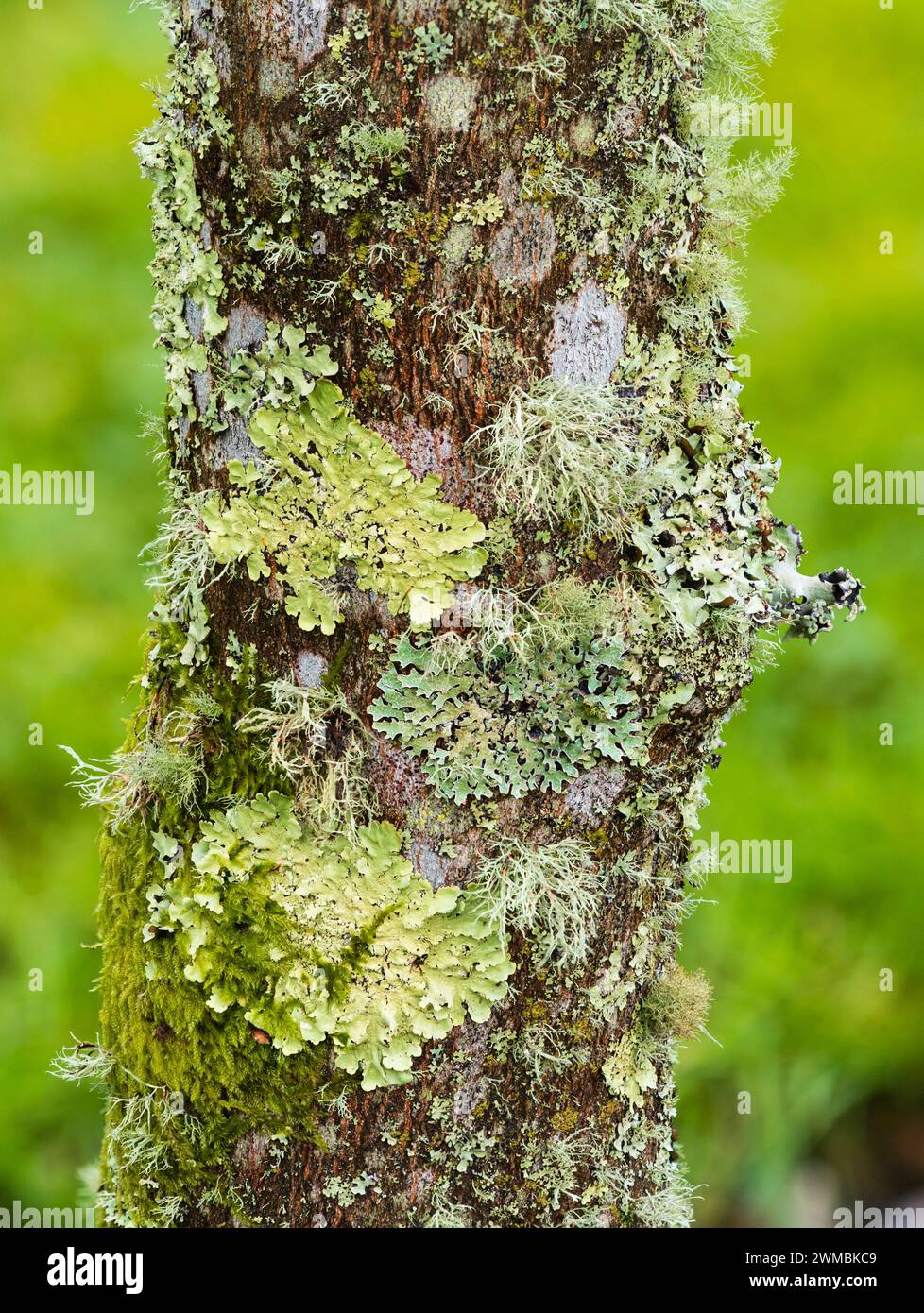 Densely packed mix of foliose and fruticose lichens festoon the fissured bark of Styrax hemslyana Stock Photo
