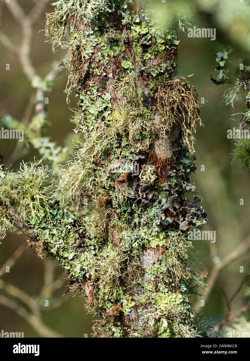 Densely packed mix of foliose and fruticose lichens festoon the fissured bark of Styrax hemslyana Stock Photo