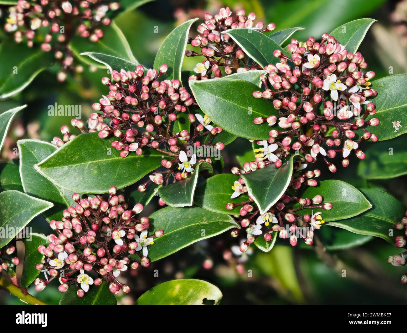 Early spring male flowers of the ornamental evergreen shrub, Skimmia japonica Stock Photo