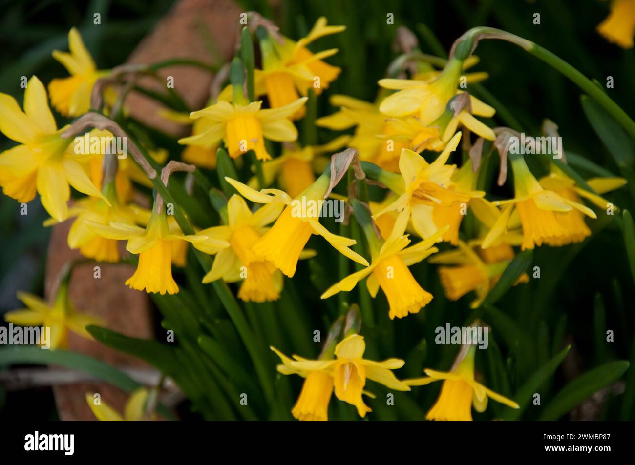 Daffodils (Narcissus) in bloom early sign of Spring, London, UK Stock