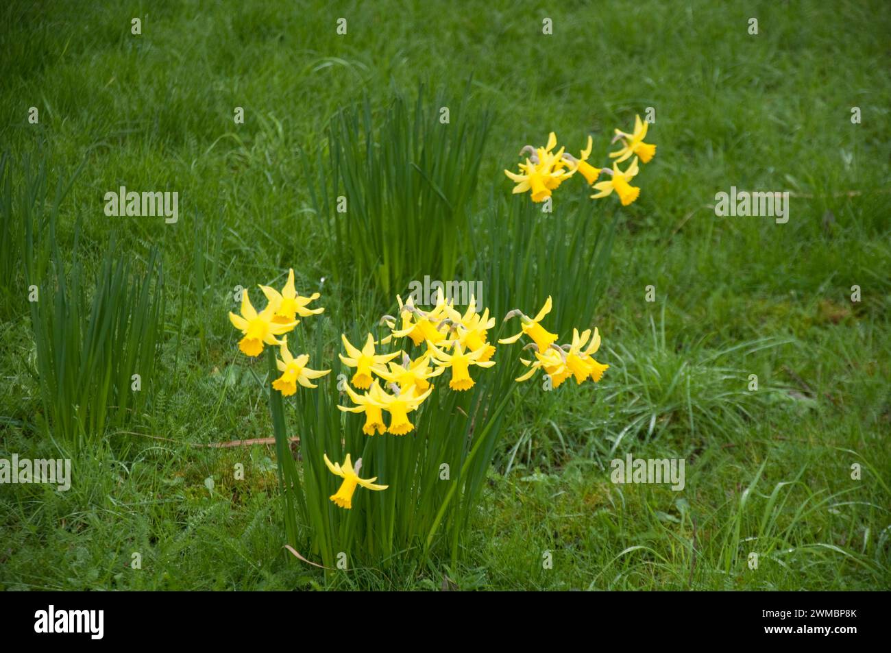 Daffodils (Narcissus) in bloom early sign of Spring, London, UK Stock