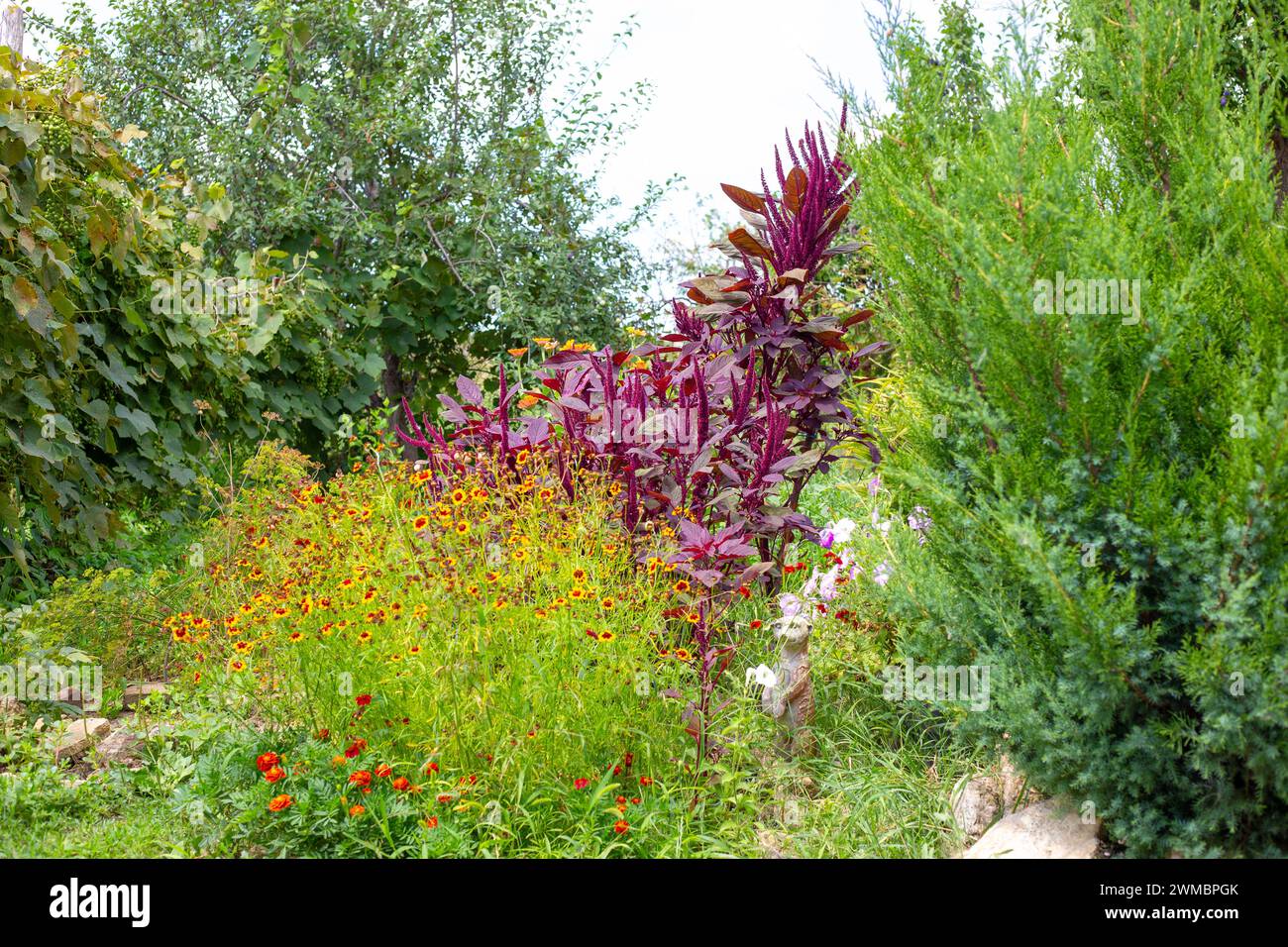 Flowers and ornamental plants in the garden. Red vegetable amaranth and yellow flowering cosmids next to juniper. Stock Photo