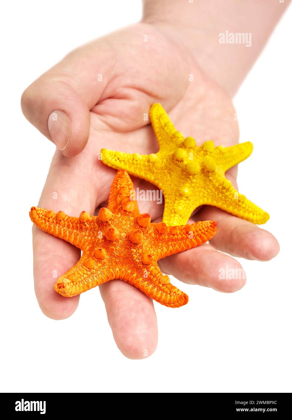 Hand holding two starfish, yellow and orange, close-up shot, isolated on white background Stock Photo