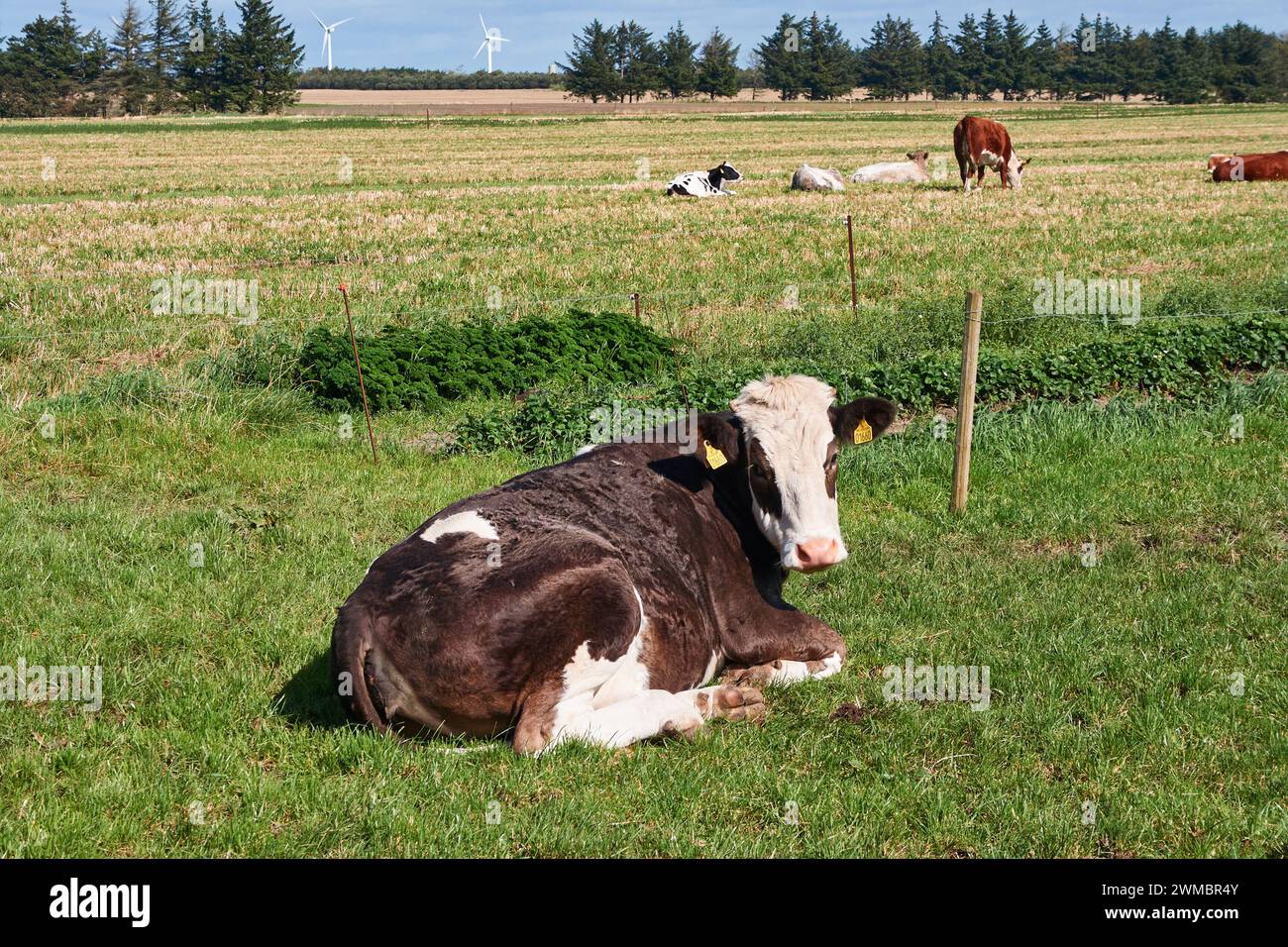 Danish black and white cow (Danish Jutland cattle); Denmark Stock Photo