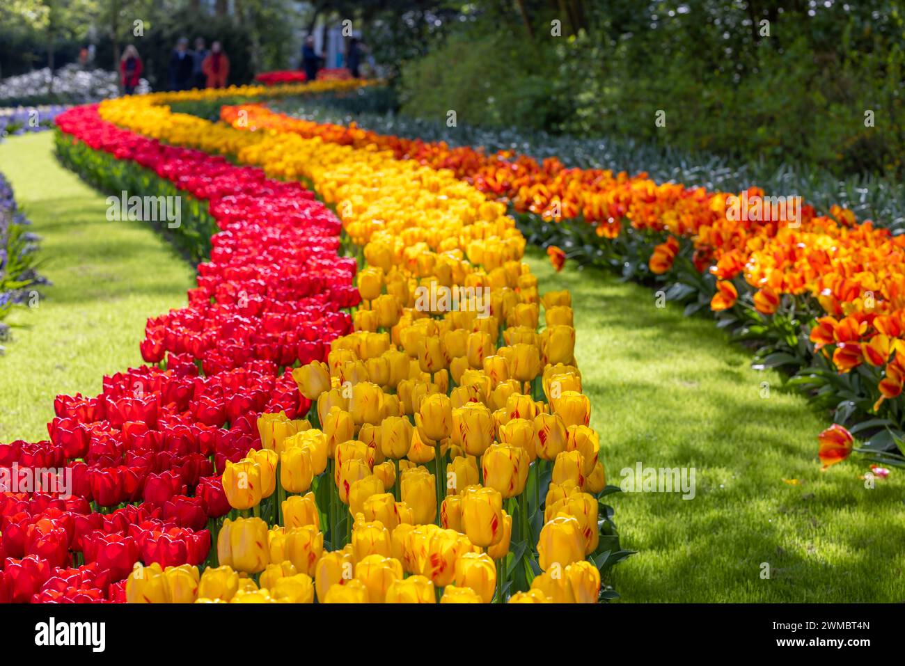 Keukenhof flower garden - largest tulip park in world, Lisse ...