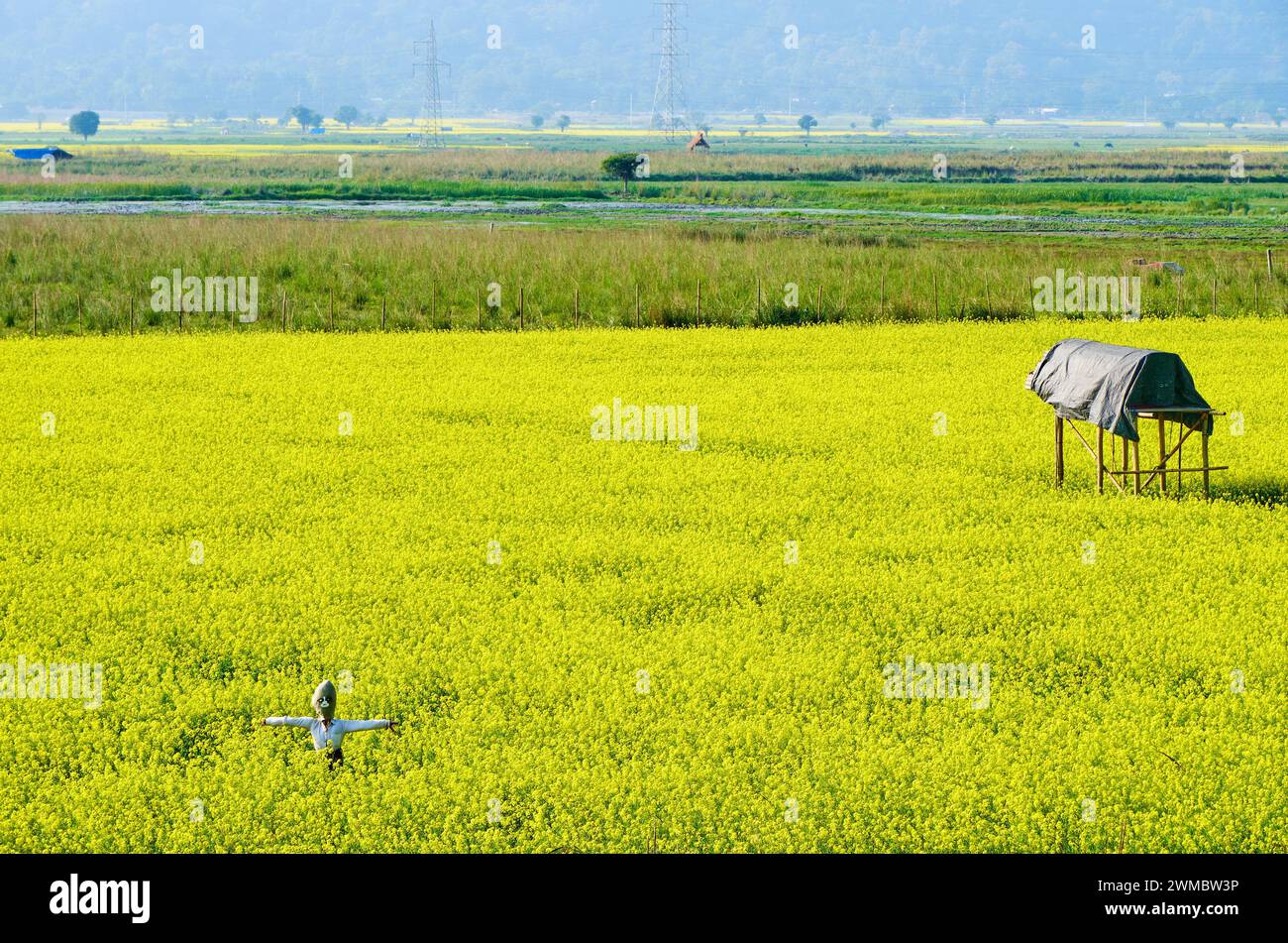 Mustard fields in bloom Stock Photo Alamy