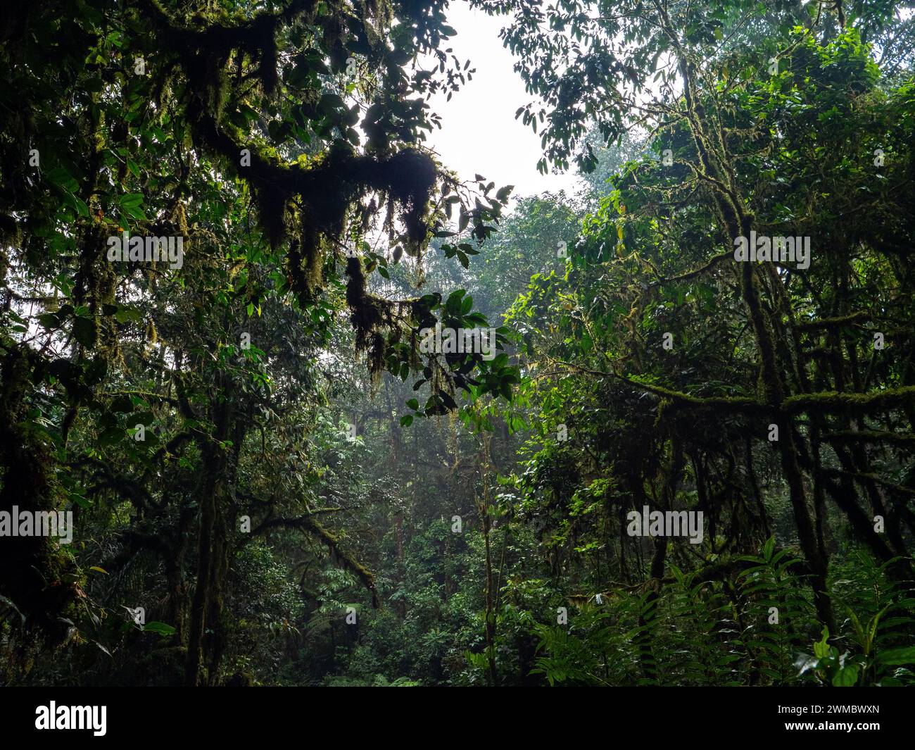 Rainforest of the Bwindi Impenetrable National Park, Uganda. The park was listed as a UNESCO World Heritage Site in 1994. The tropical rainforest of B Stock Photo