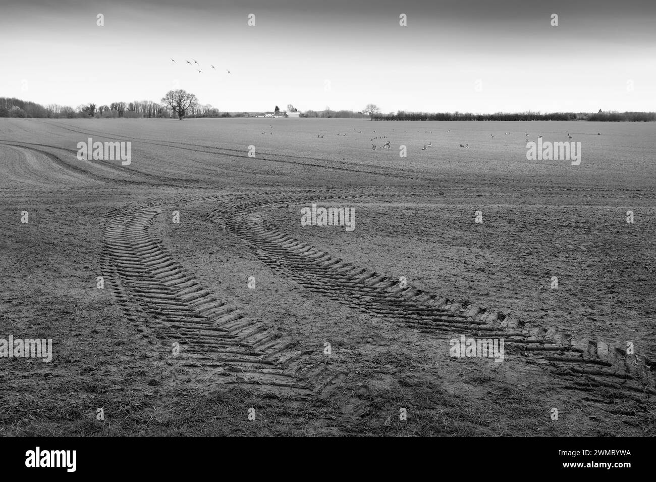 View across agricultural farmland with tractor tracks and flock of geese in sky and on ground feeding on a peaceful morning in rural Beverley, UK. Stock Photo