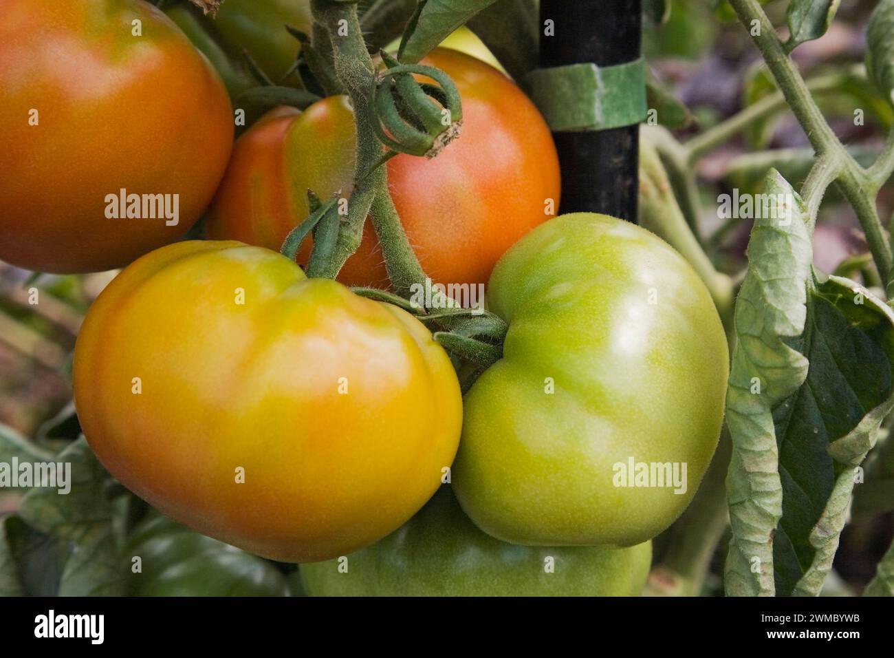 Solanum lucopersicum hires stock photography and images Alamy