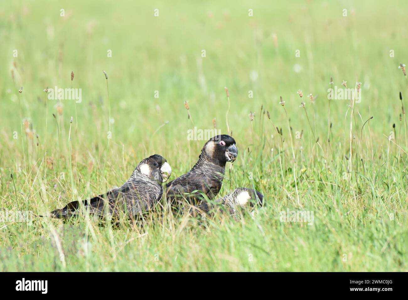 Male and female Carnaby's black cockatoo (Zanda latirostris) foraging together in a field Stock Photo