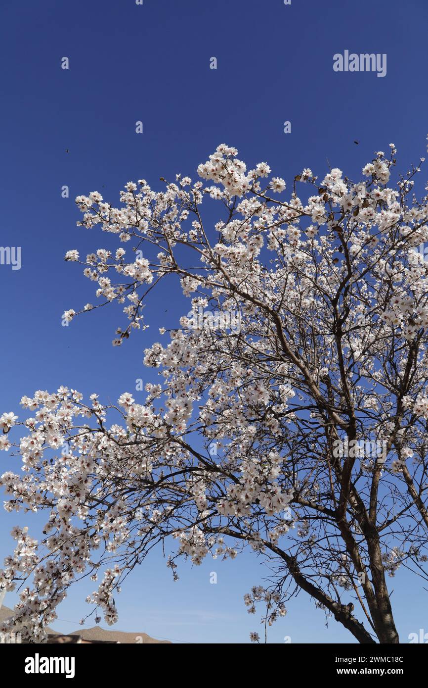 Branches of an almond tree with blooming flowers against a clear blue sky Stock Photo