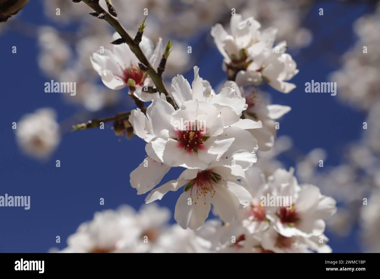 Branches of a blooming Almond tree against a clearblue sky Stock Photo