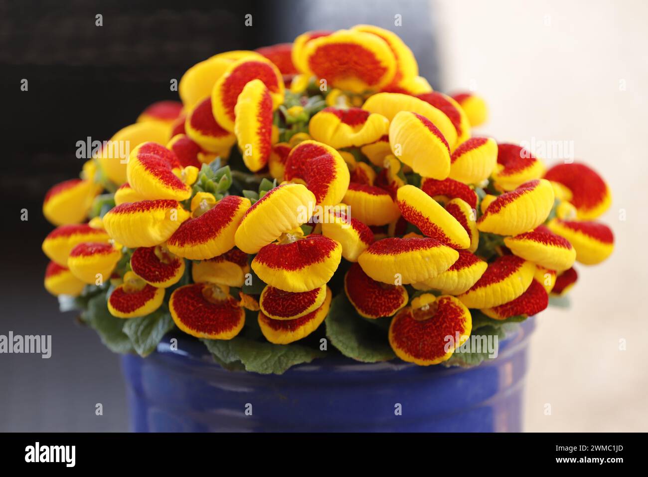Calceolaria a plant full with yellow red flowers Stock Photo