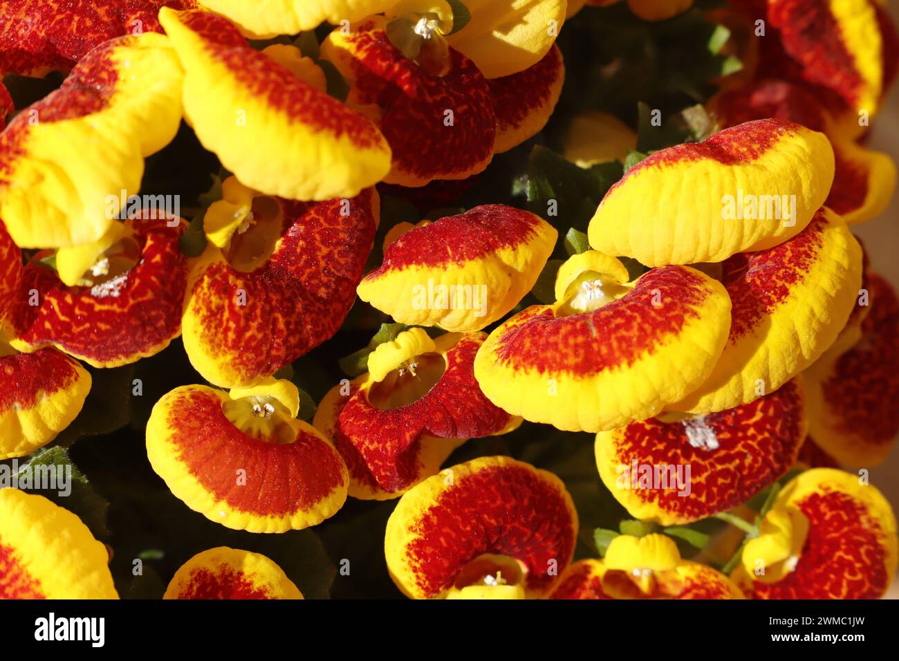 Calceolaria a plant full with yellow red flowers Stock Photo