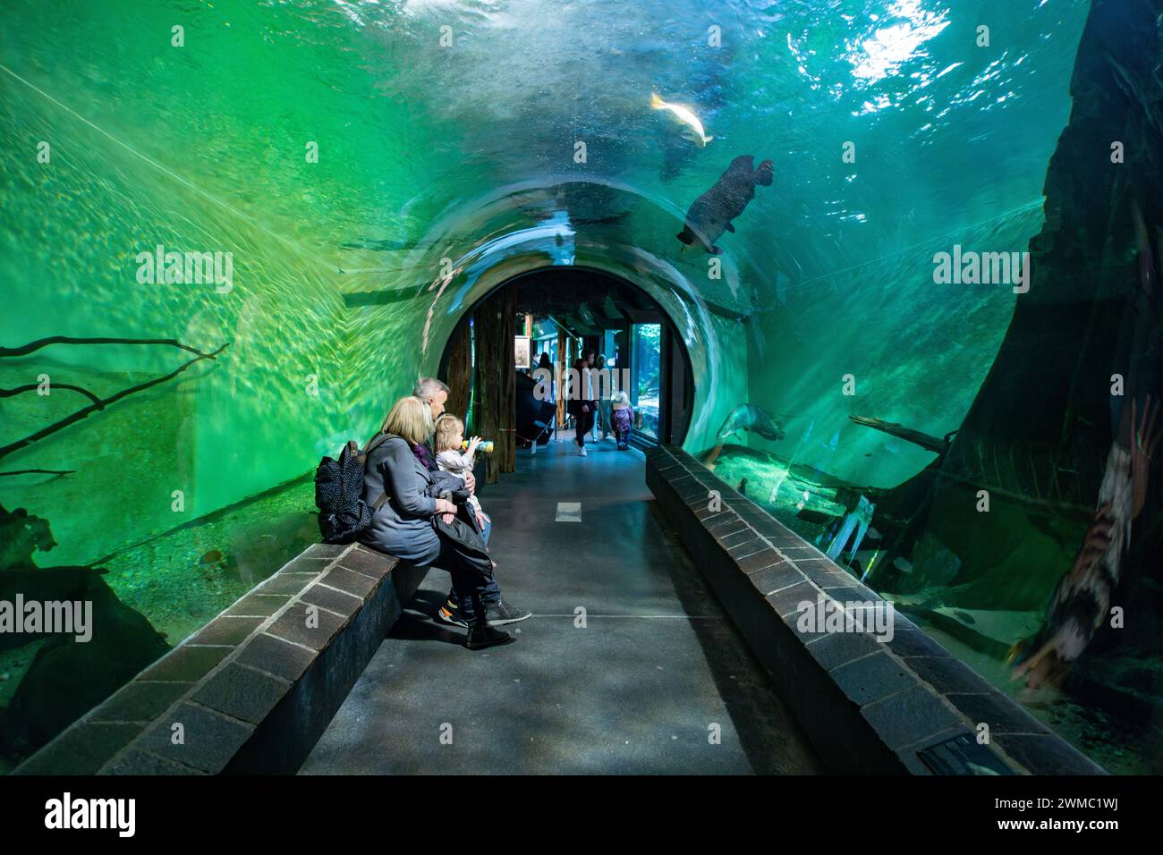 Amazonian fish hi-res stock photography and images - Alamy