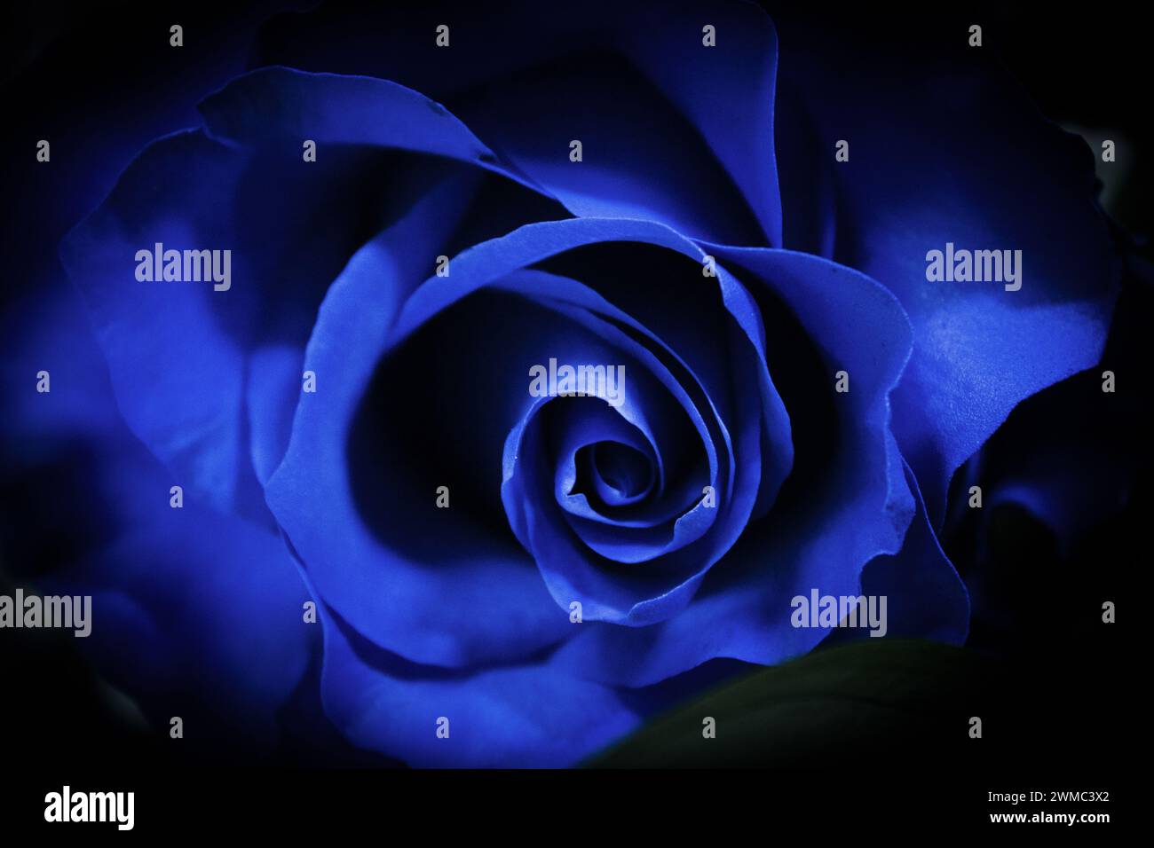Natural blue rose on grayish background. No people Stock Photo - Alamy