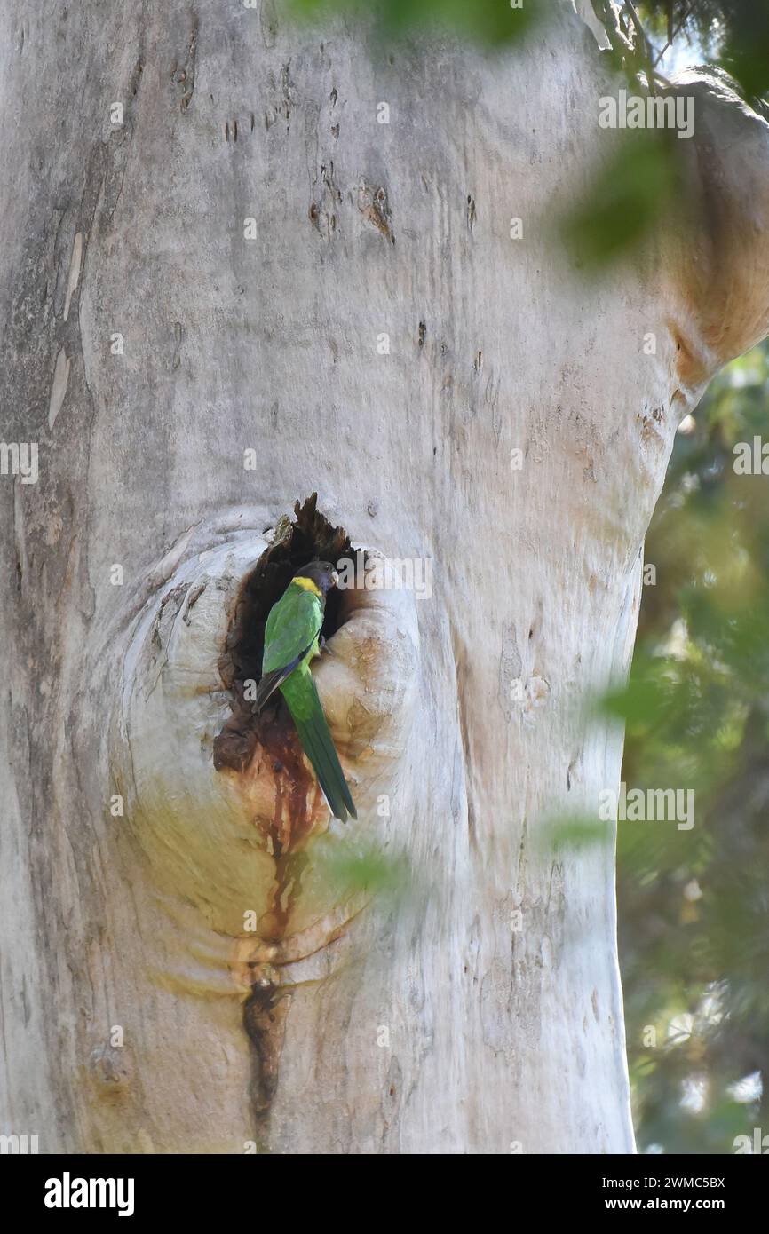 In Western Australia, the  Australian ringneck (Barnardius zonarius) competes for nesting space with other lorikeet species Stock Photo