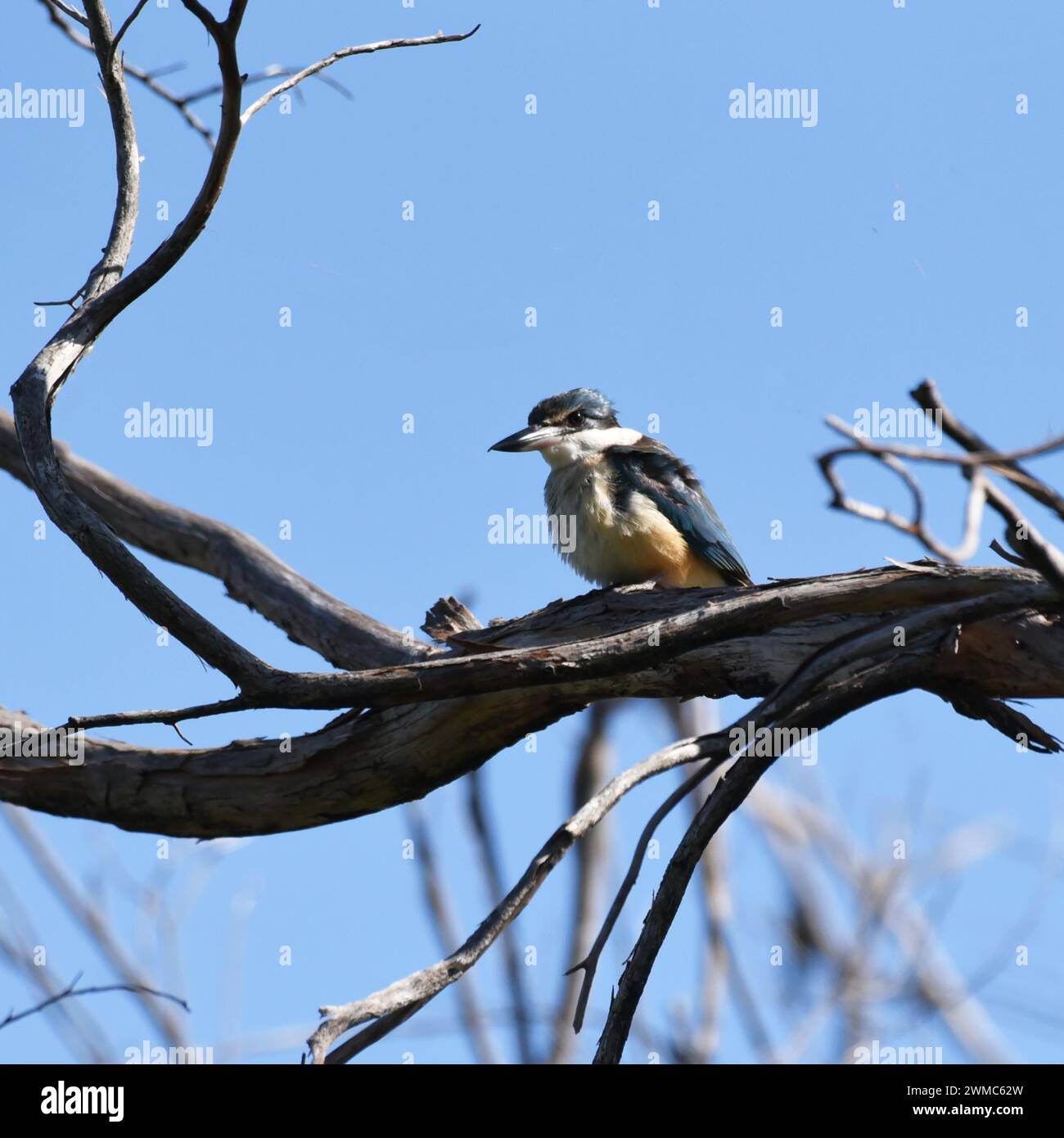 The Sacred kingfisher (Todiramphus sanctus) is a medium-sized woodland kingfisher Stock Photo