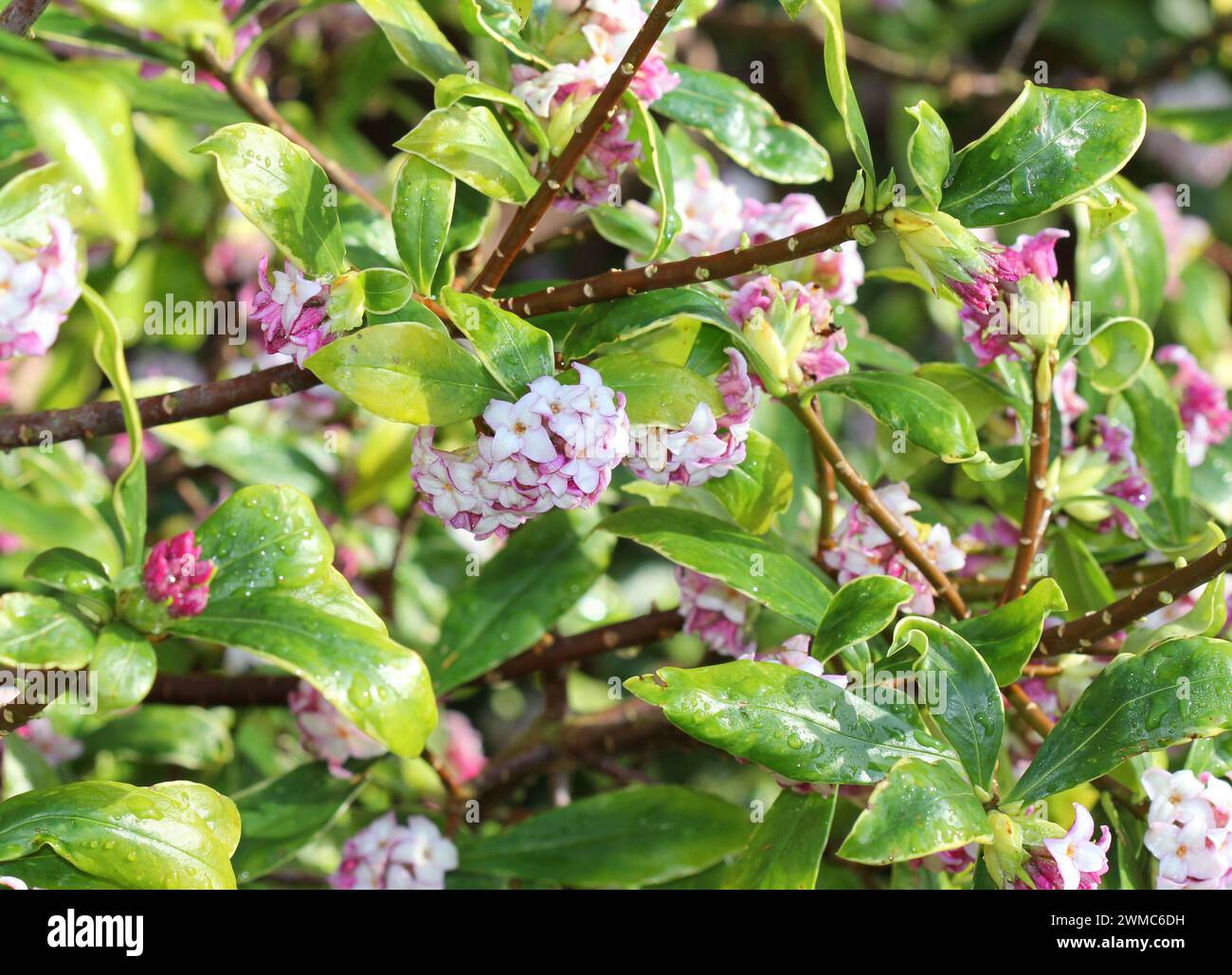 The pink flowers of Daphne odora 'Aureomarginata' Stock Photo