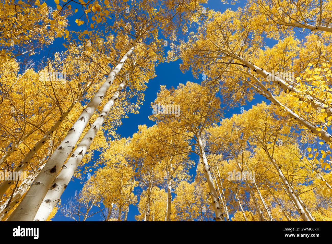 Autumn Aspen trees at peak fall color against a blue sky near Telluride, Colorado Stock Photo