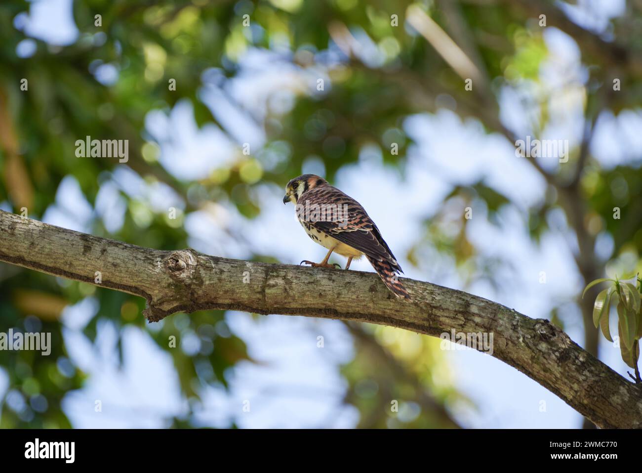 American Kestrel (Falco sparverius) in Saint Lucia, West Indies Stock Photo