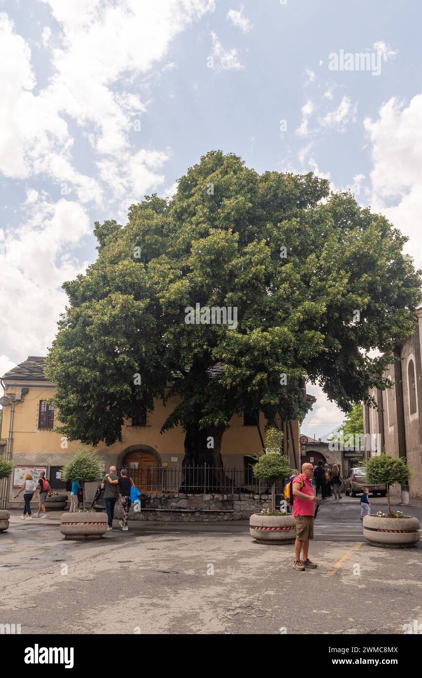 Secular linden tree (Tilia platyphyllos) planted in the 16th century in front of the Collegiate Church of St Orso, symbol of Aosta, Italy Stock Photo