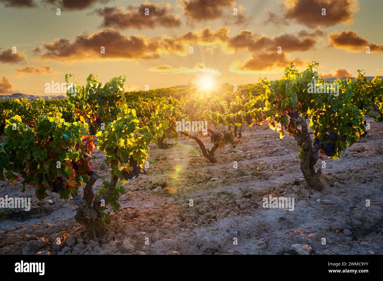 Grenache grape, Sunset Vineyards, Rioja wine, Haro, La Rioja, Spain, Europe Stock Photo