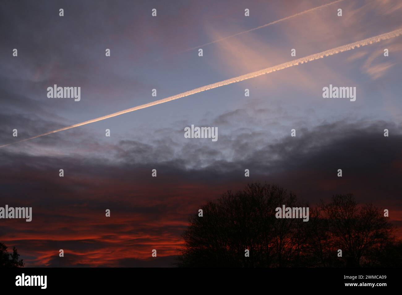 Arbol avion hi-res stock photography and images - Alamy