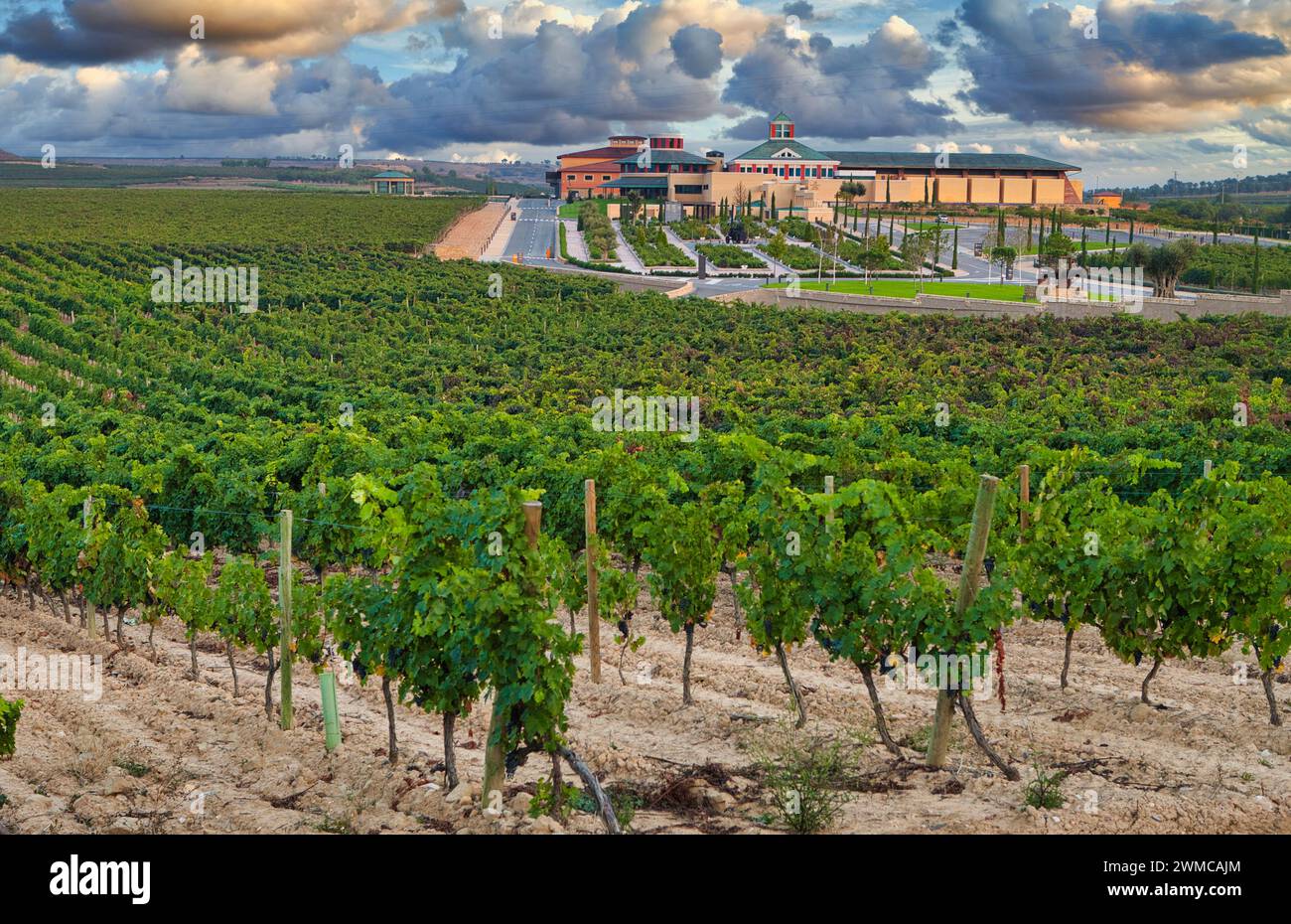 Vineyards. Museum of Viticulture, Dinastia Vivanco winery in Briones. La Rioja, Spain, Europe Stock Photo