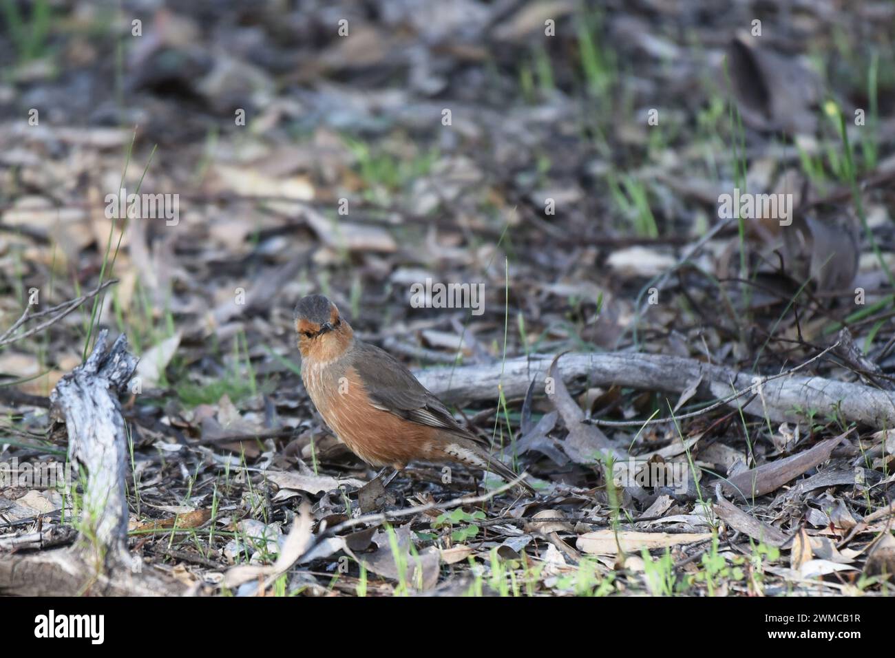The Rufous treecreeper (Climacteris rufus) is endemic to Australia
