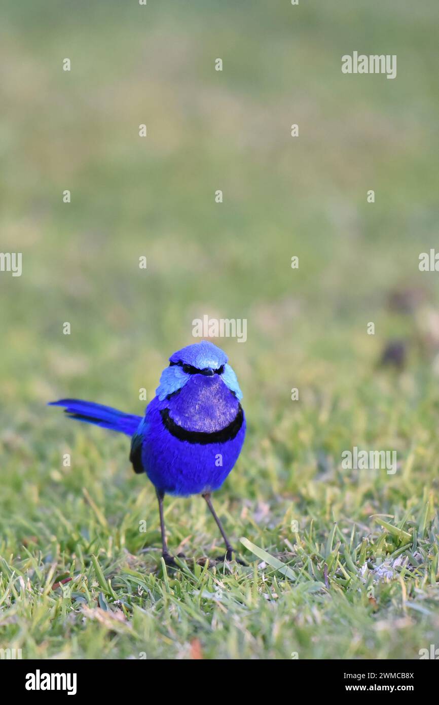 Male Splendid Fairywren (Malurus splendens) in bright blue plumage Stock Photo