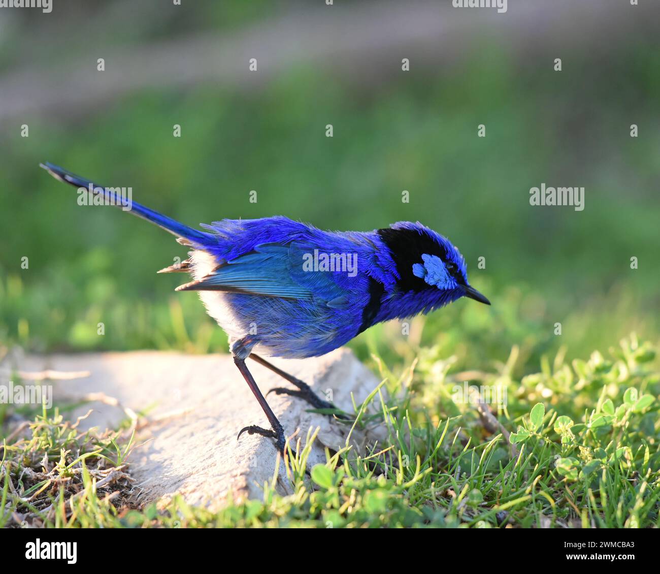 Male Splendid Fairywren (Malurus splendens) in bright blue plumage Stock Photo