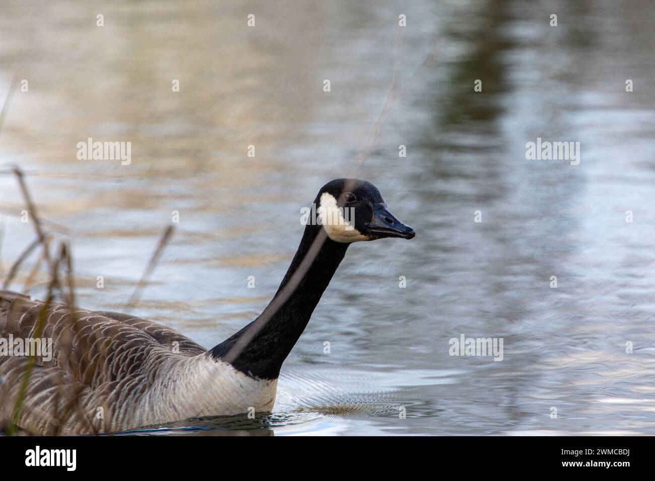 A Goose at West Stow Country Park Lake Stock Photo