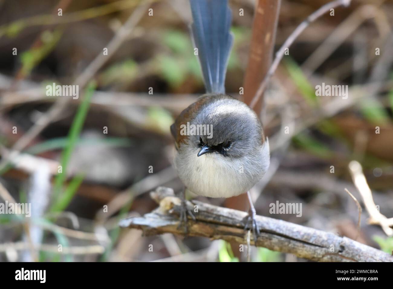 Male Red-winged fairywren (Malurus elegans) in non-breeding plumage Stock Photo