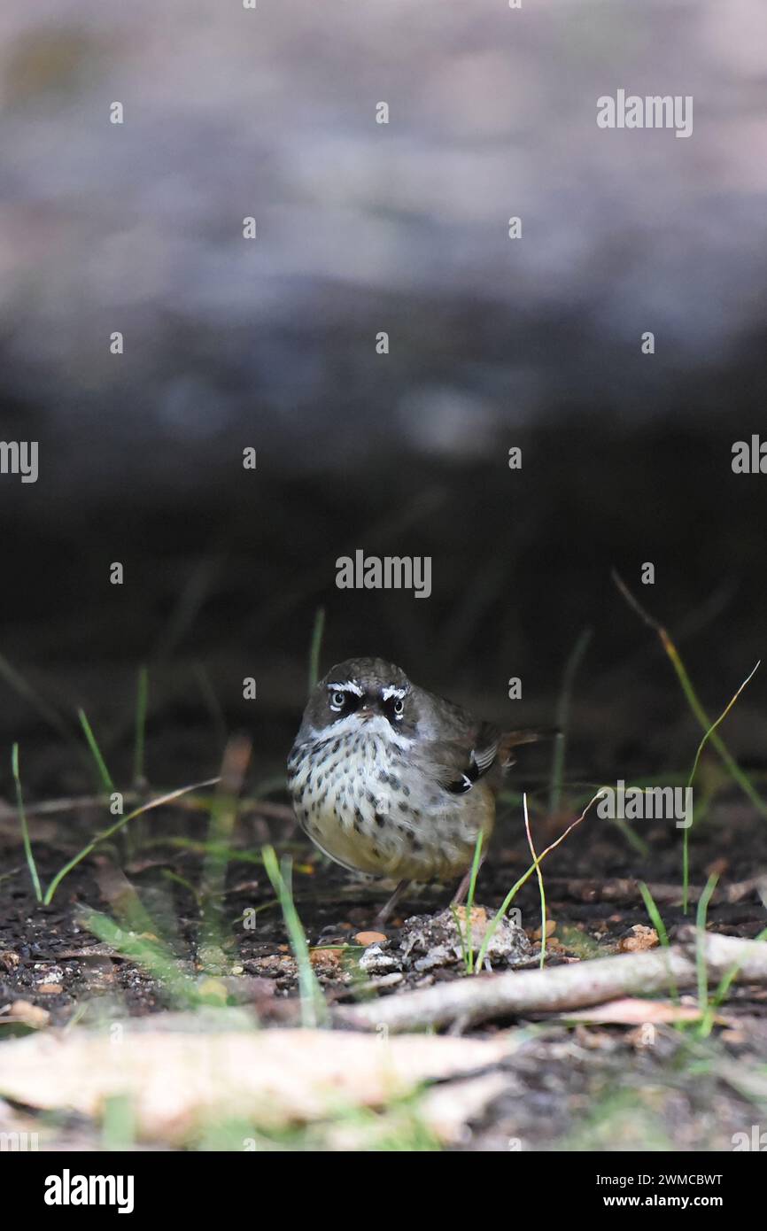 The White-browed scrubwren (Sericornis frontalis) lives in rainforest, open forest, woodland and heaths Stock Photo