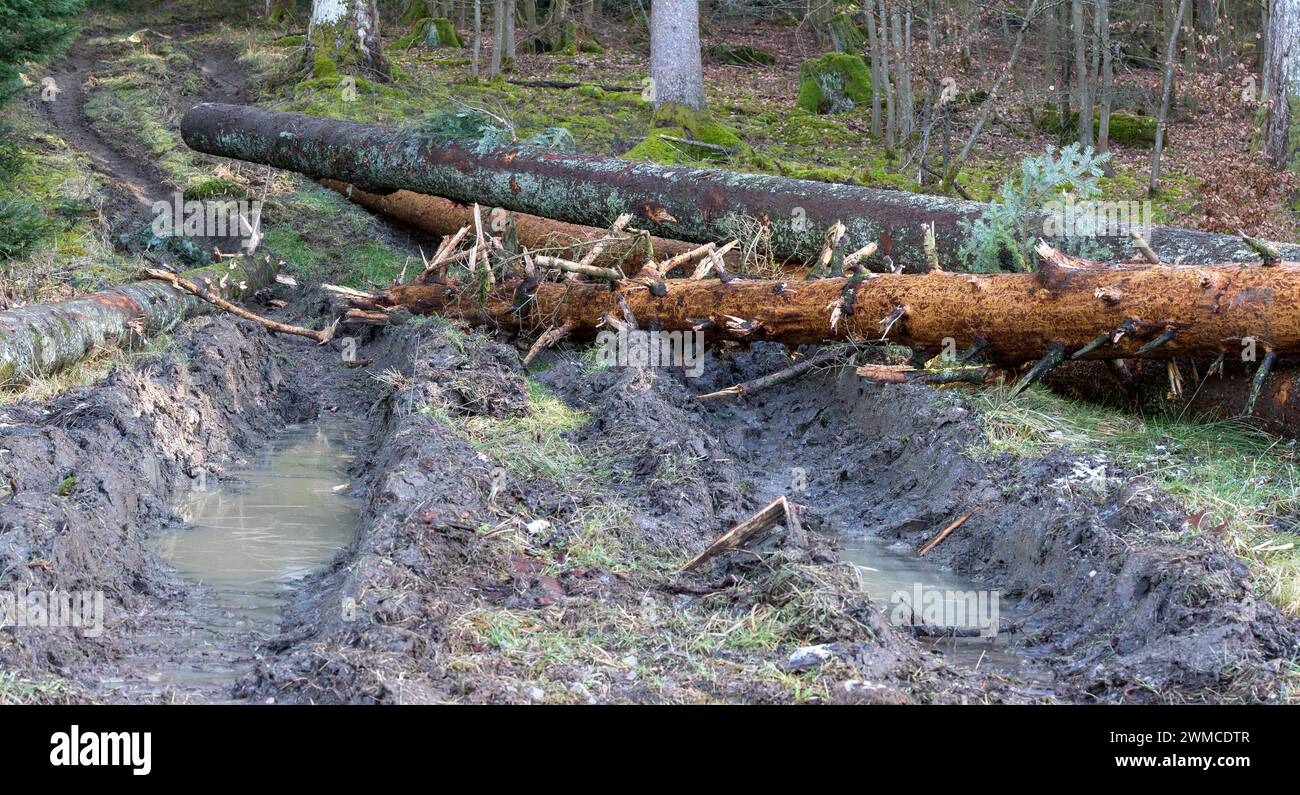 Deep tracks from a harvester in the forest depict severe soil compaction and degradation, highlighting environmental impact. Stock Photo