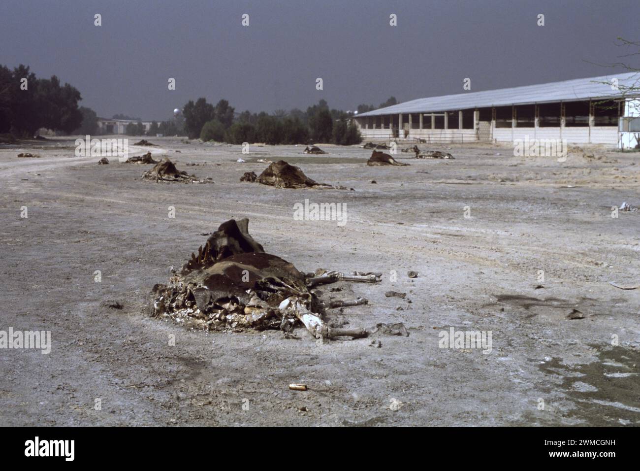 First Gulf War: 19th March 1991 Carcasses of dairy cattle litter the ground at the Kuwait United Dairy Company's farm, just outside Kuwait City. Stock Photo