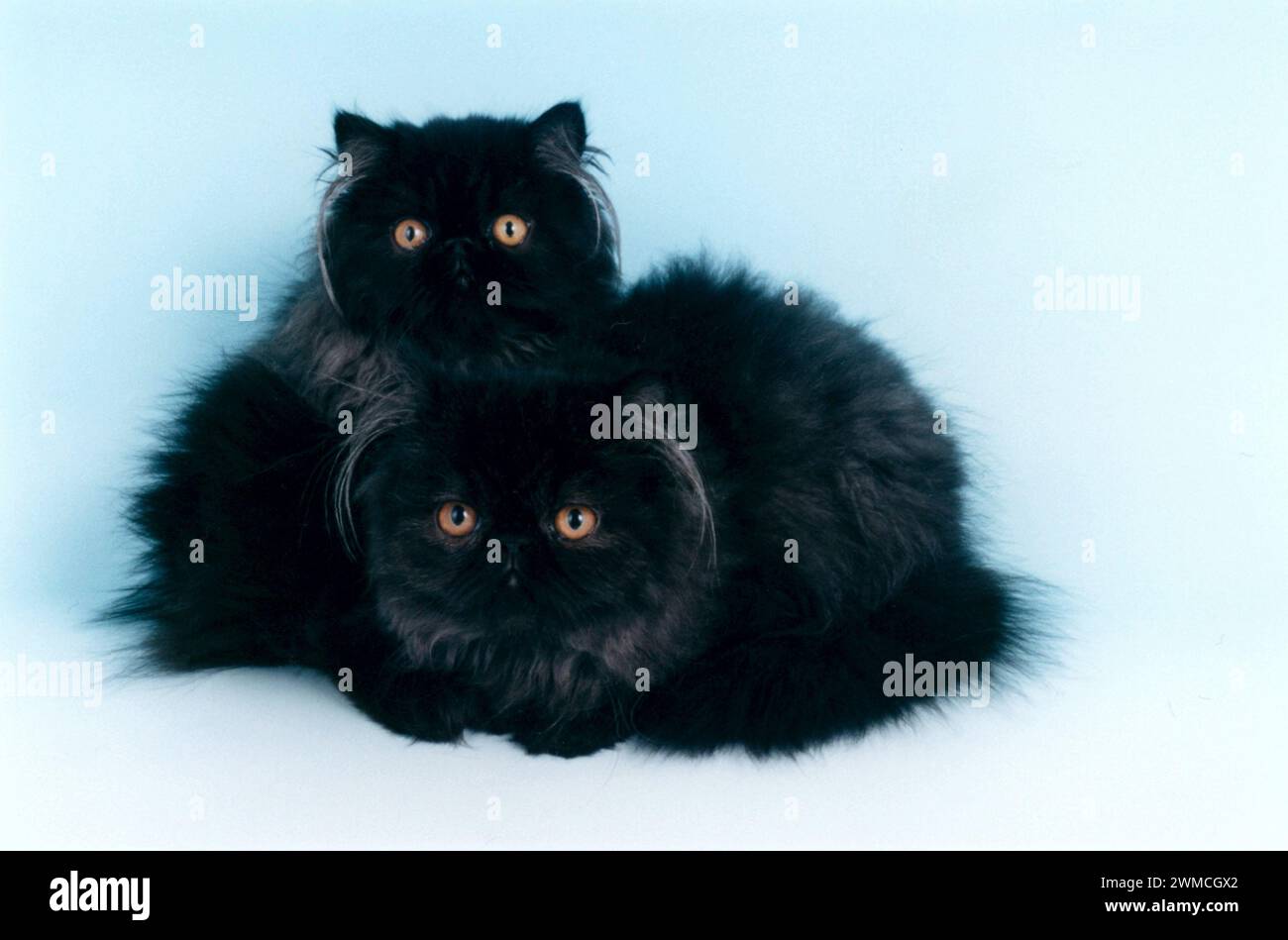 Persian Kittens Black Smoke Stock Photo