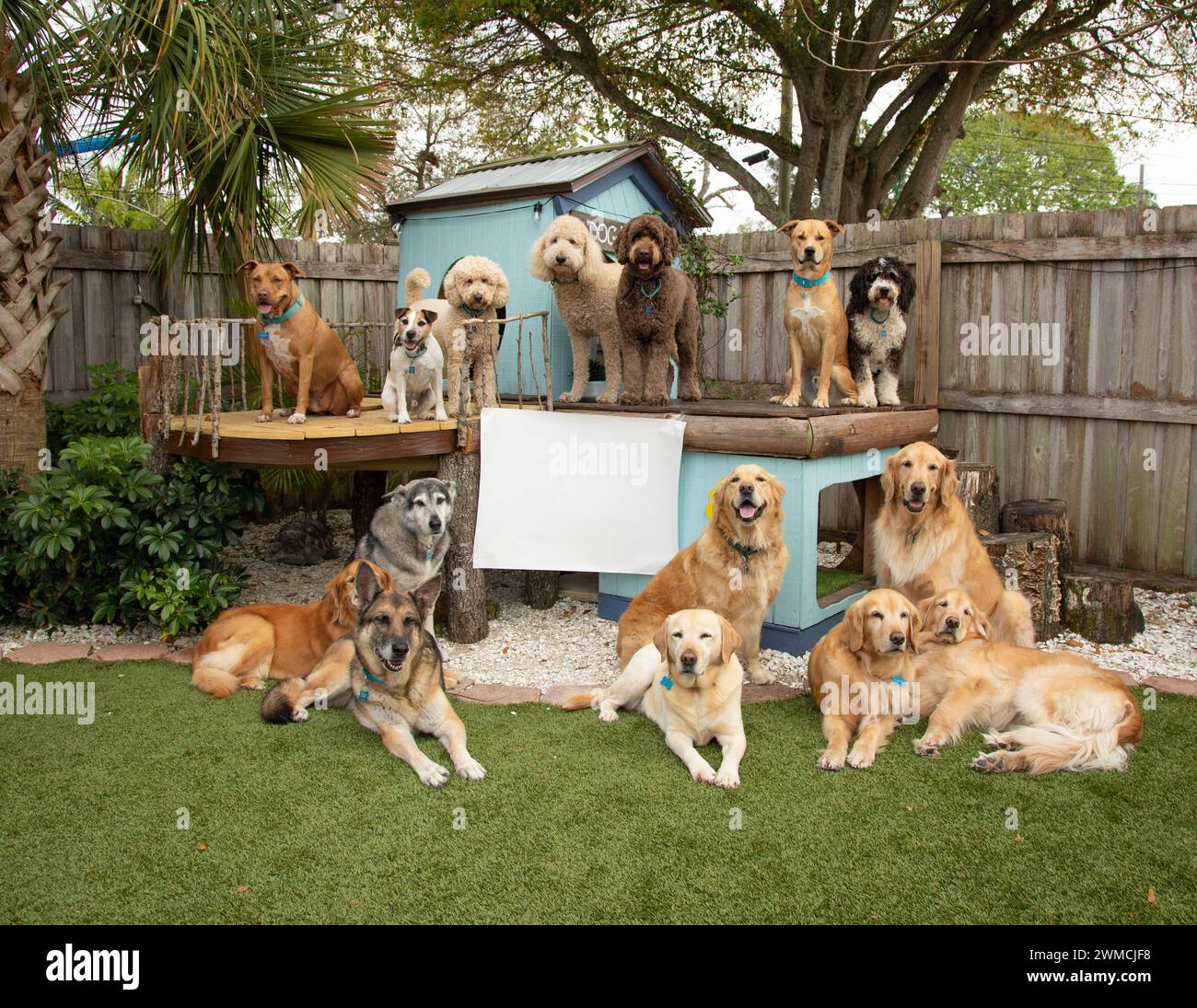 Group of assorted dogs sitting by a dog house in a garden next to a blank sign, Florida, USA Stock Photo