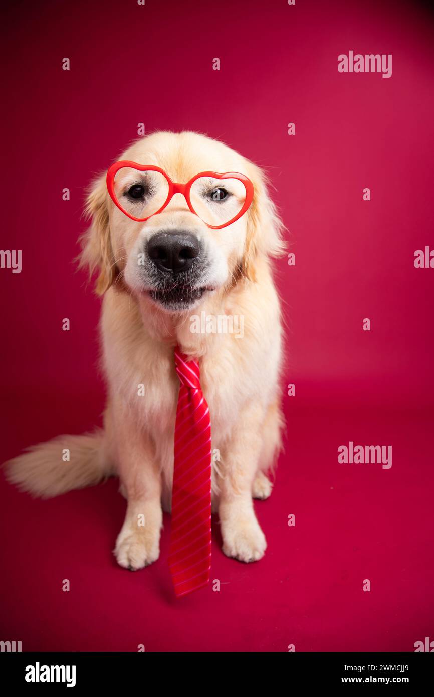 Portrait of a golden retriever wearing heart shaped glasses and a red tie Stock Photo