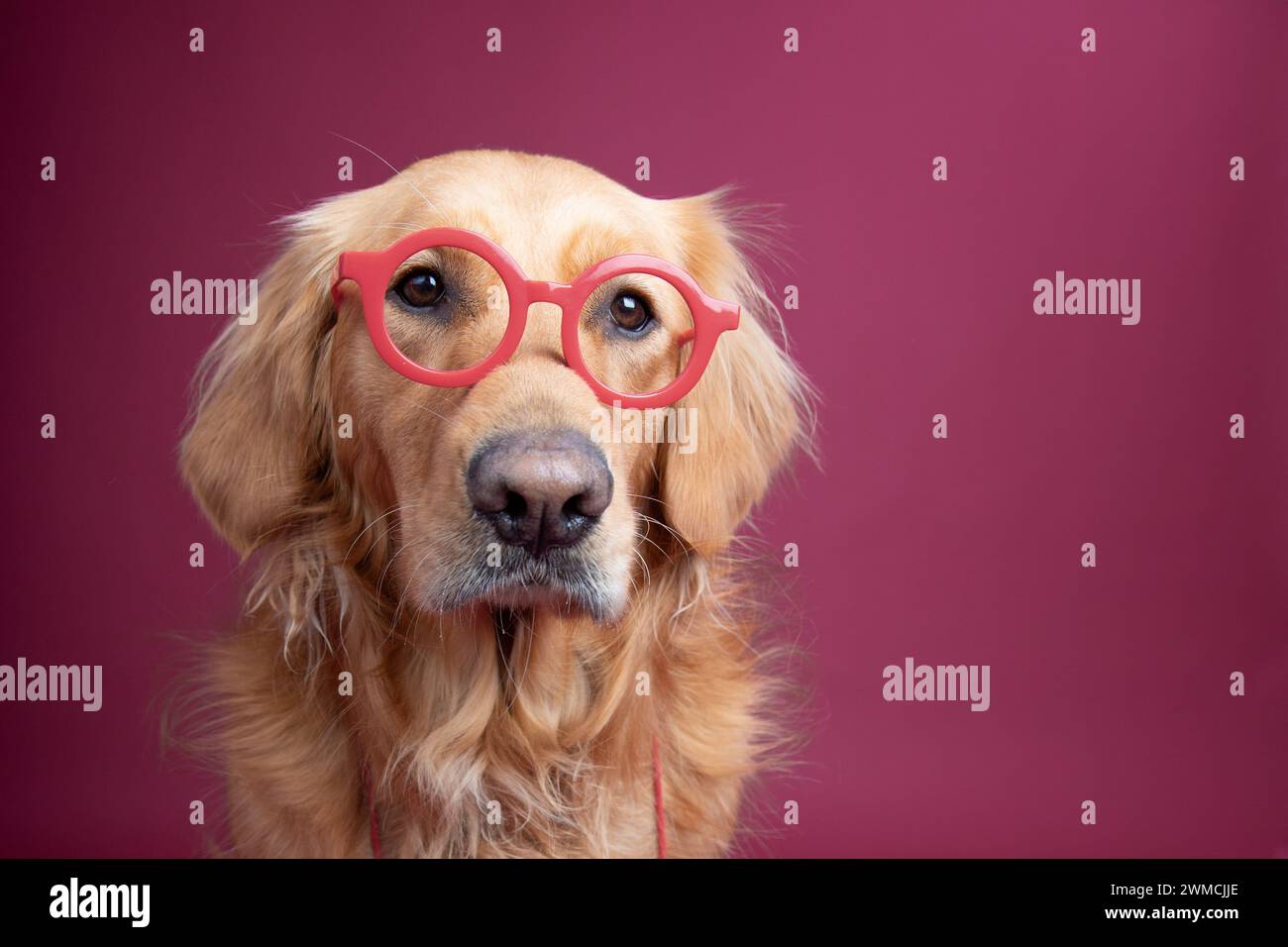 Portrait of a  golden retriever wearing glasses against a red background Stock Photo