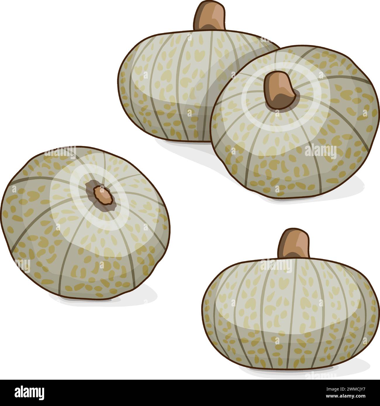 Group of Confection squash. Winter squash. Cucurbita maxima. Fruits and vegetables. Clipart. Isolated vector illustration. Stock Vector