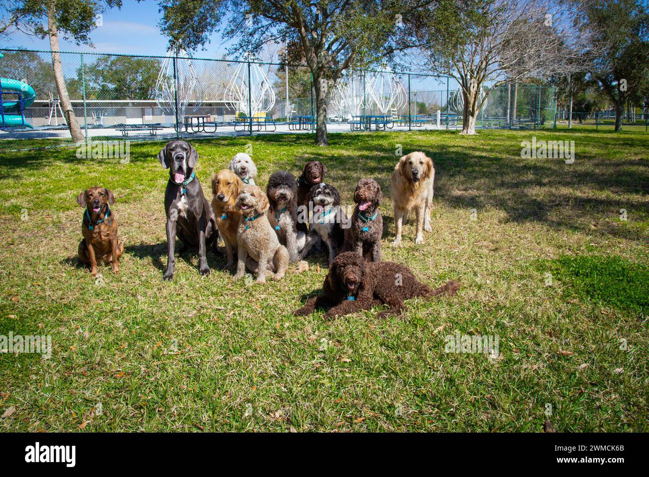 Large group of assorted dogs sitting together in a dog park, Florida, USA Stock Photo