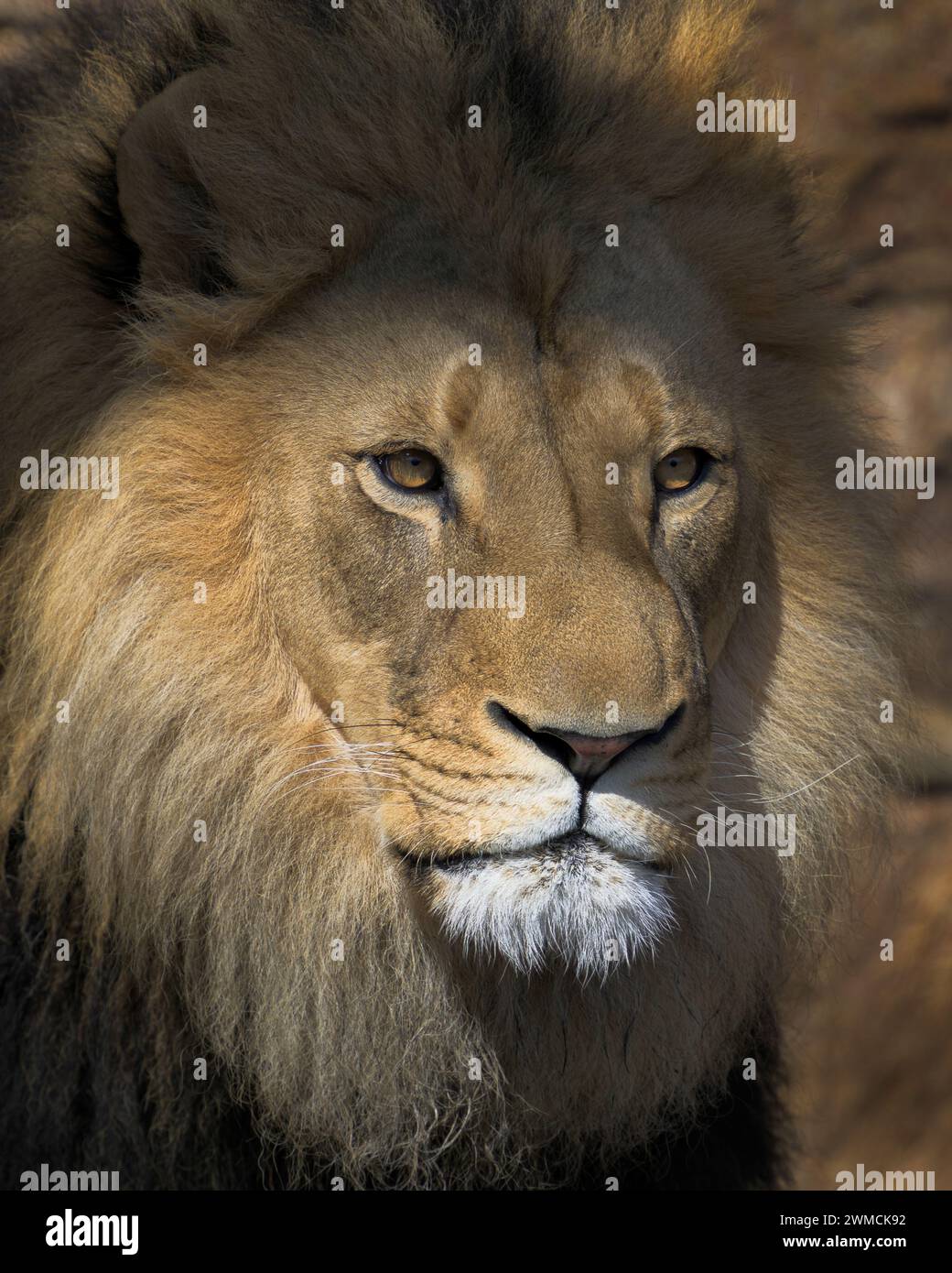 Lion headshot panthera leo hi-res stock photography and images - Alamy
