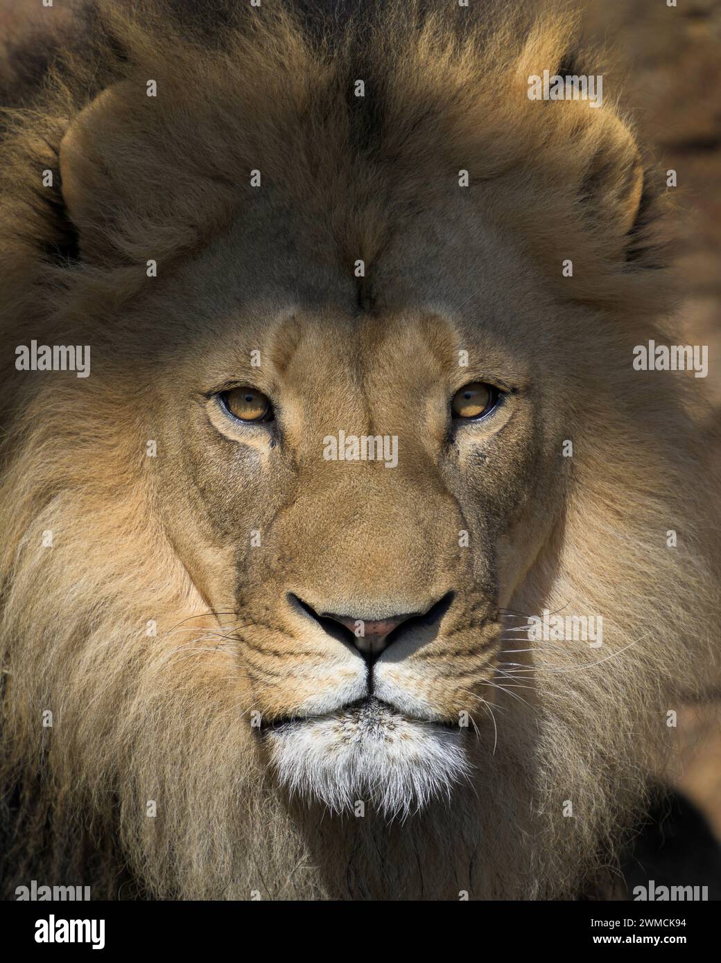 Male African lion (Panthera leo) closeup headshot with intense stare in warm lighting Stock Photo