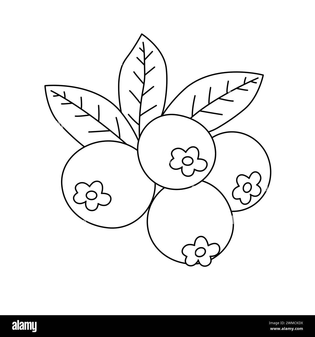 Blueberry Coloring Book. Fruits Coloring Pages For Kids And Adults. Blueberries With Leaves Vector Outline Illustration Stock Vector