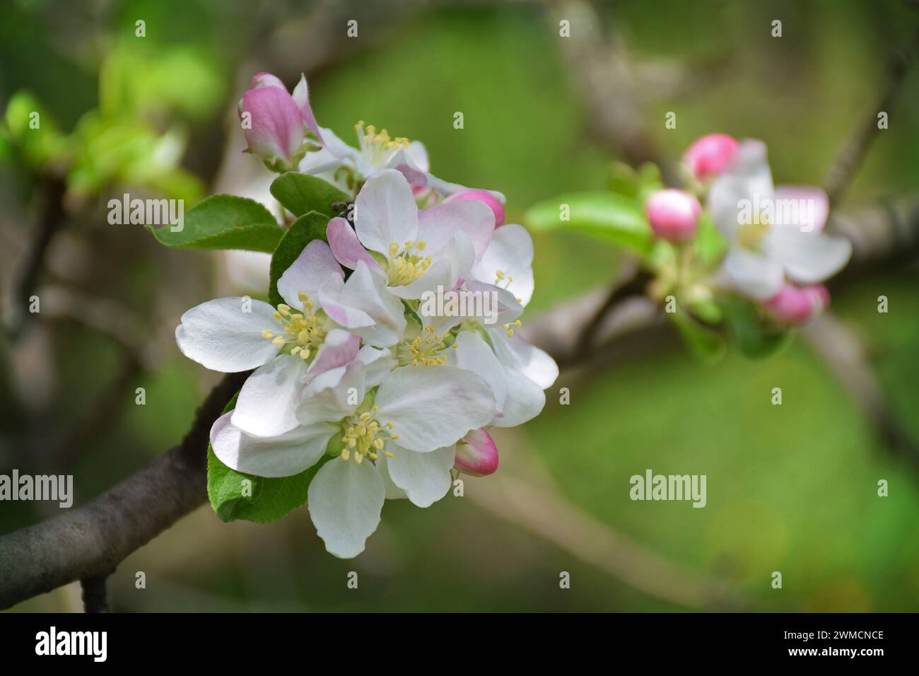 Blossoming apple closeup. Delicate herb, fragile flowers of apple. Spring came. Nature awoke. Starting a new life. The fragrance of blooming gardens. Stock Photo
